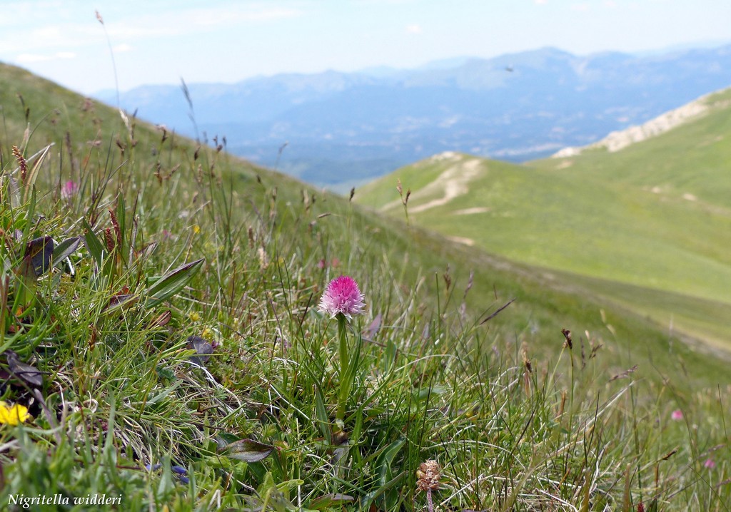 Monti della Laga, N.widderi, P.albida var. tricuspis e altre orchidee 27 giugno 2015